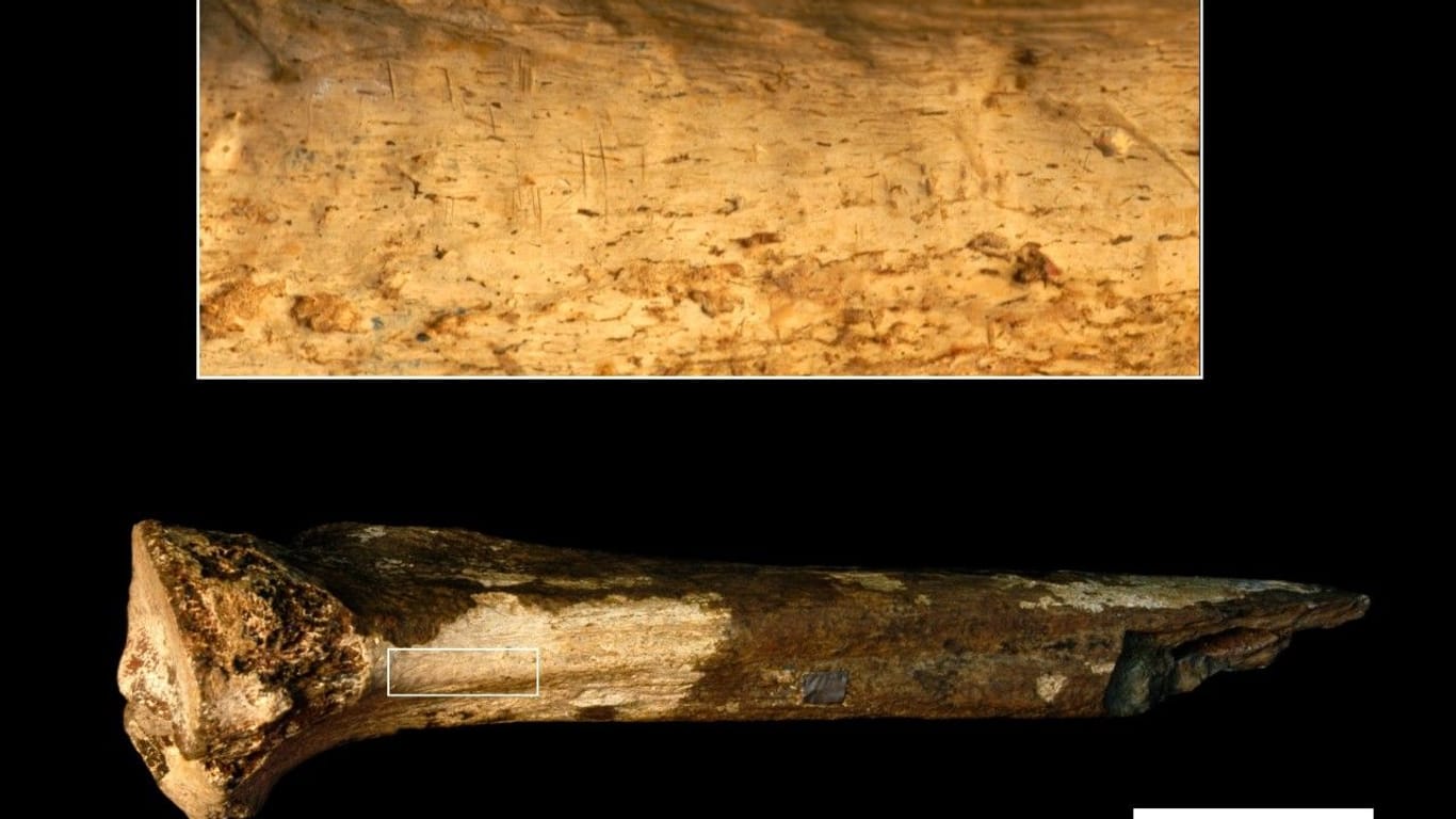 Ein etwa 1,45 Millionen Jahre altes Beinfossil eines Hominiden zeigt in der Vergrößerung (rechts), was eine neue Studie als Einkerbungen von Steinwerkzeugen identifiziert hat. Die Forscher gehen davon aus, dass sich die Hominiden gegenseitig abgeschlachtet haben.