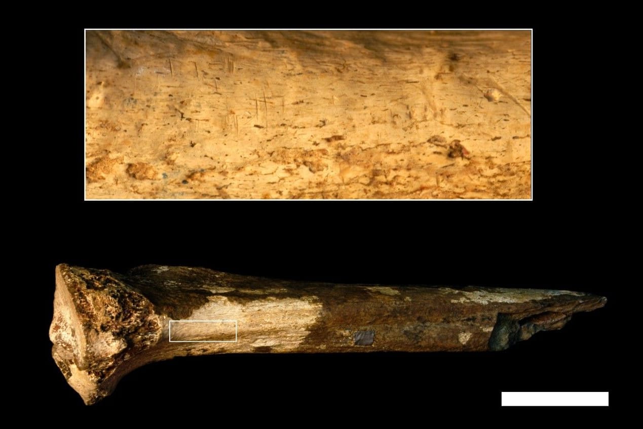 Ein etwa 1,45 Millionen Jahre altes Beinfossil eines Hominiden zeigt in der Vergrößerung (rechts), was eine neue Studie als Einkerbungen von Steinwerkzeugen identifiziert hat. Die Forscher gehen davon aus, dass sich die Hominiden gegenseitig abgeschlachtet haben.