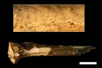 Ein etwa 1,45 Millionen Jahre altes Beinfossil eines Hominiden zeigt in der Vergrößerung (rechts), was eine neue Studie als Einkerbungen von Steinwerkzeugen identifiziert hat. Die Forscher gehen davon aus, dass sich die Hominiden gegenseitig abgeschlachtet haben.