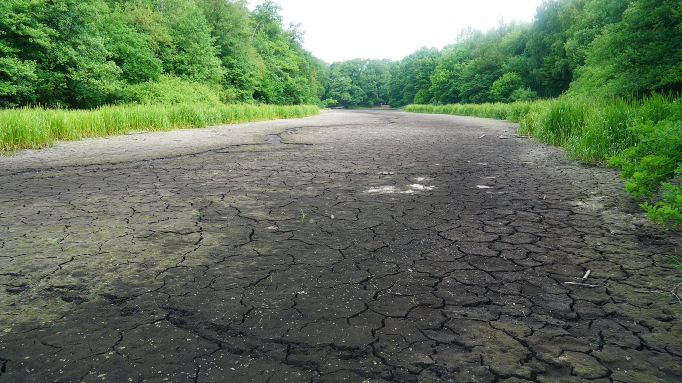 Der Lottbeker Teich: Seit 2018 ist der Teich jedes Jahr ausgetrocknet, aber noch nie so früh.