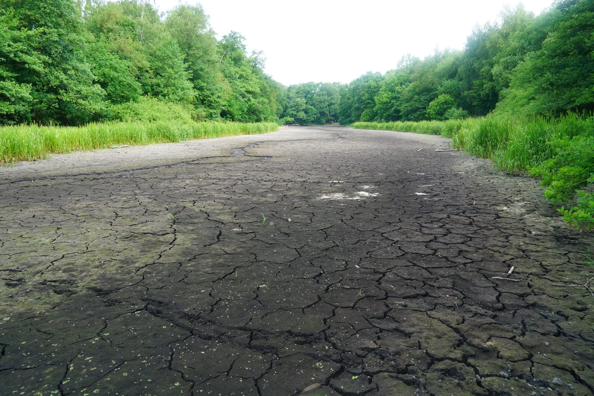 Der Lottbeker Teich: Seit 2018 ist der Teich jedes Jahr ausgetrocknet, aber noch nie so früh.