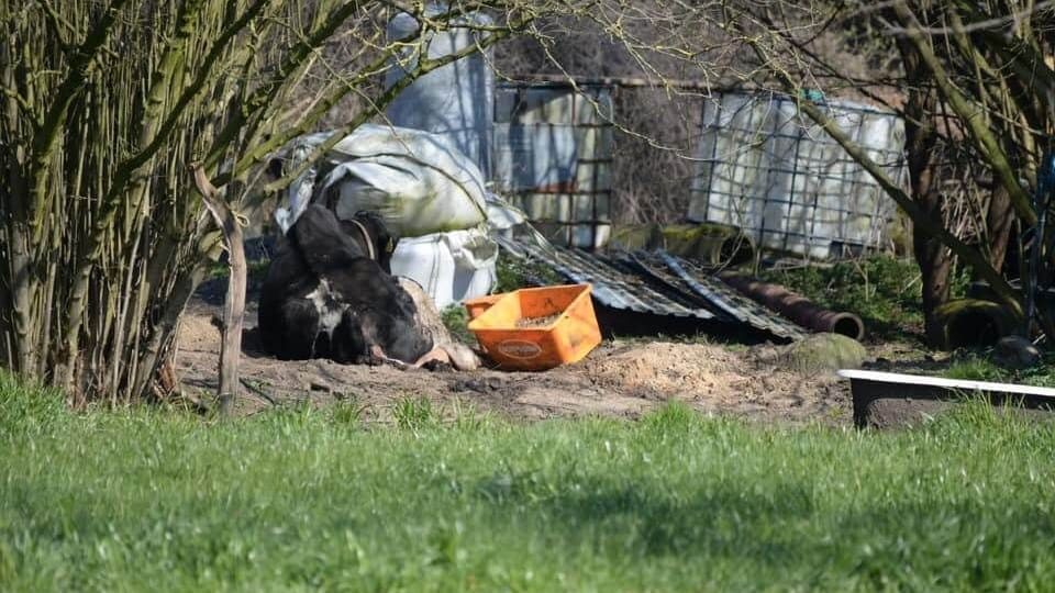 Die "Downer-Kuh" wurde laut den Tierrechtler für mindestens eineinhalb Tage neben dem Hof abgelegt. Dabei soll das Tier tragend gewesen sein.