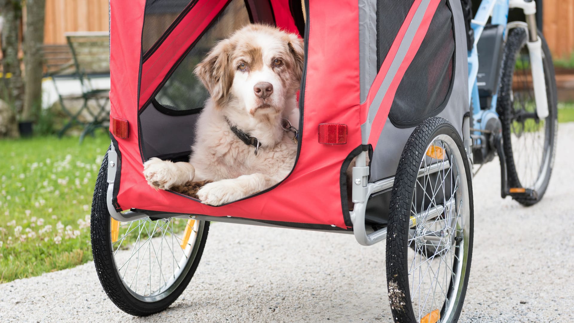 Die besten Fahrradanhänger für Ausflüge mit dem Hund.