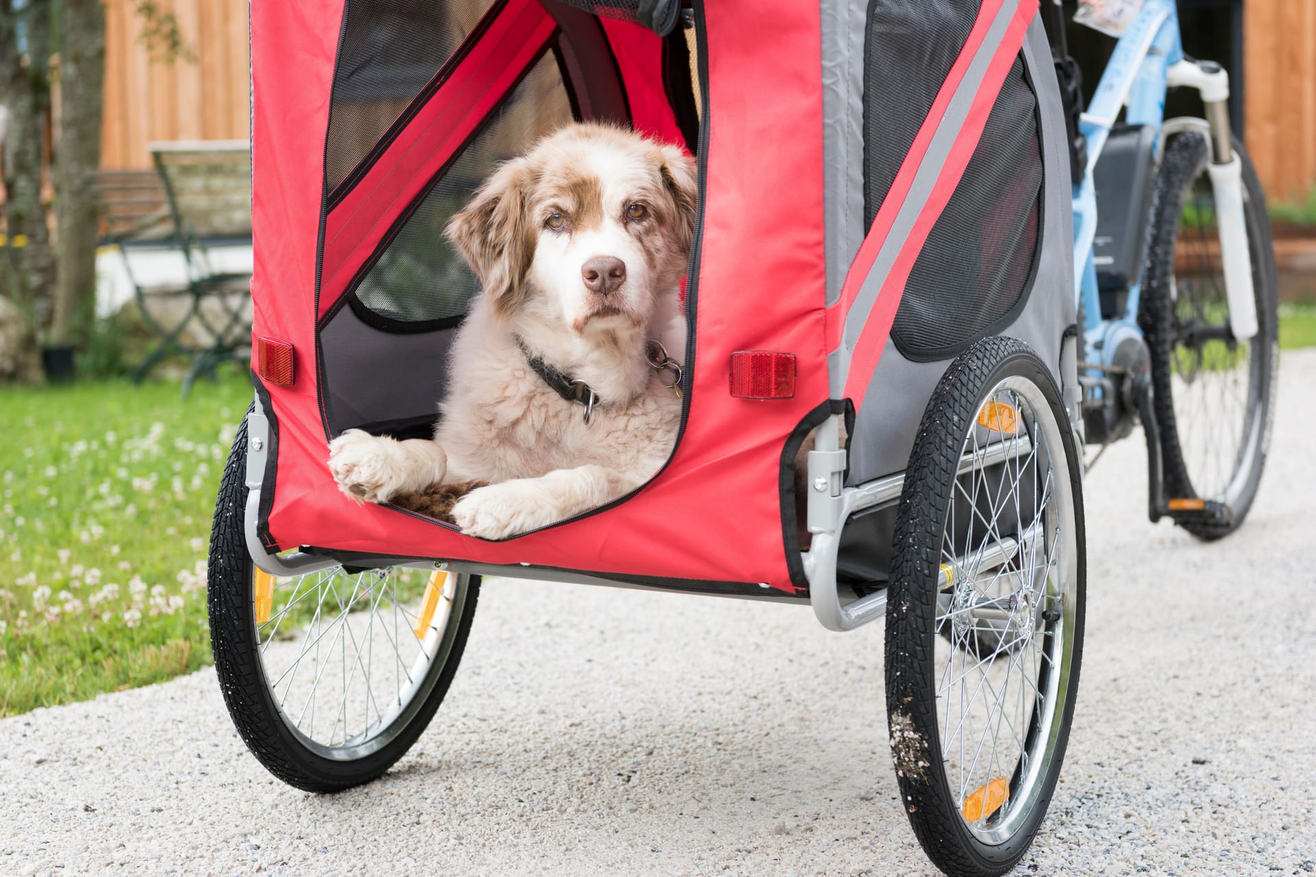 Die besten Fahrradanhänger für Ausflüge mit dem Hund.