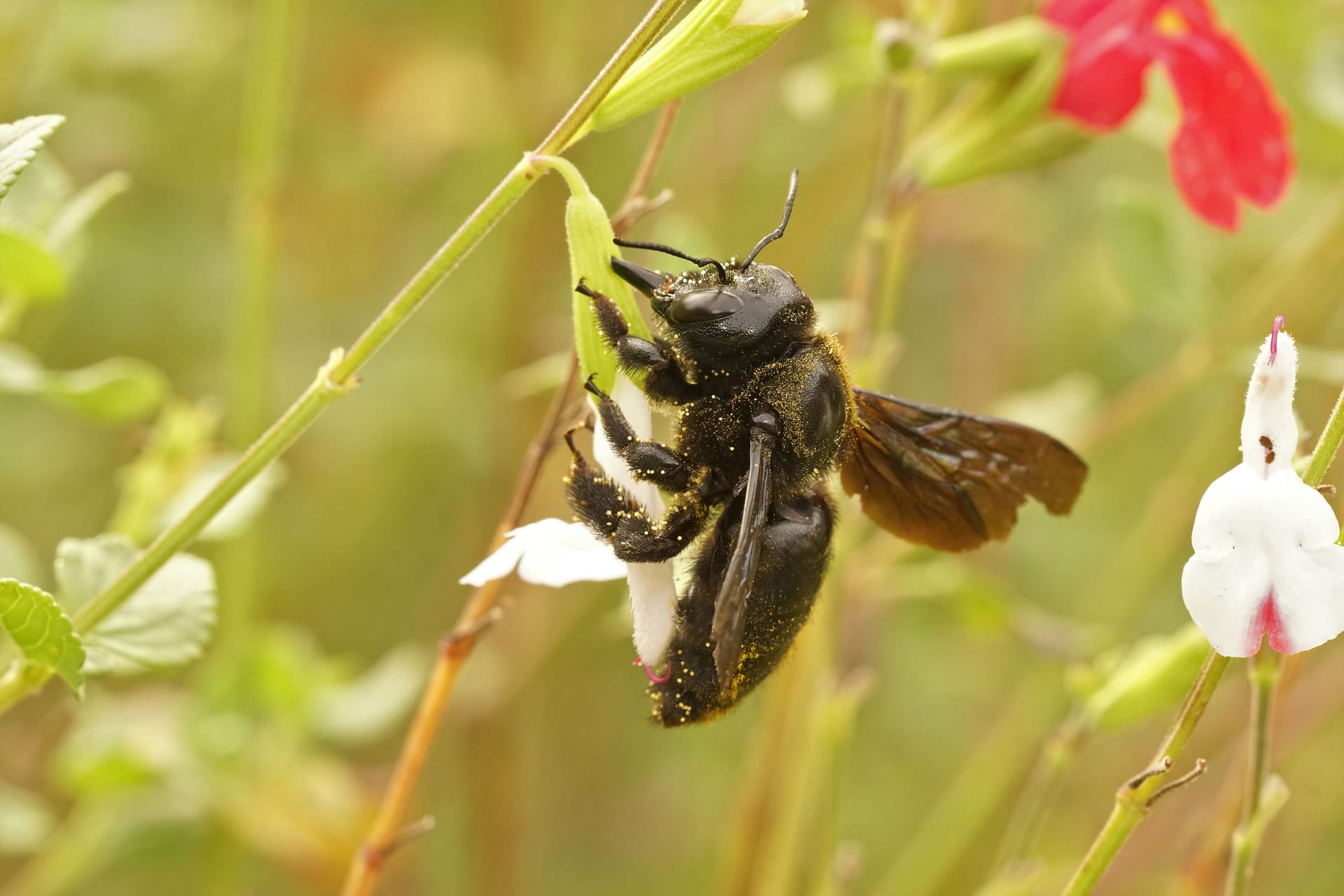 Schwarze Holzbienen werden häufig mit Hummeln verwechselt.