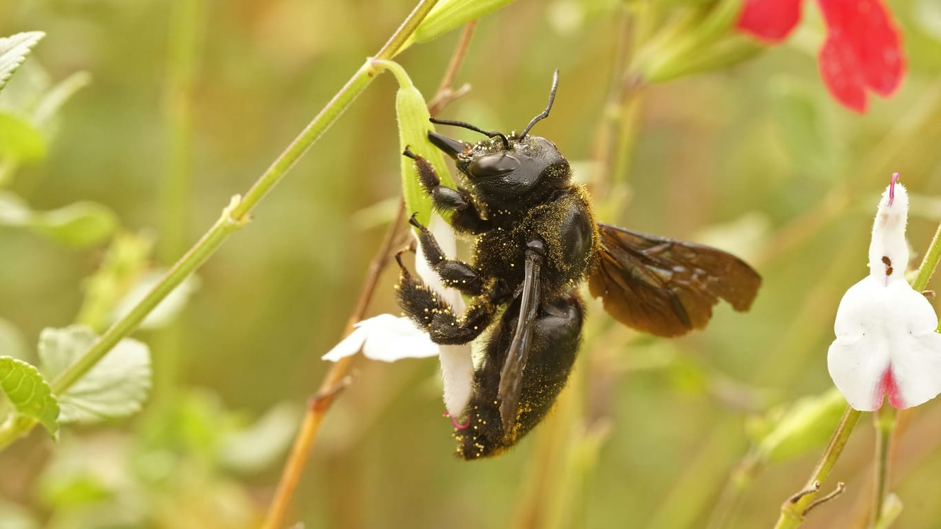 Schwarze Holzbienen werden häufig mit Hummeln verwechselt.