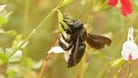 Schwarze Holzbienen werden häufig mit Hummeln verwechselt.