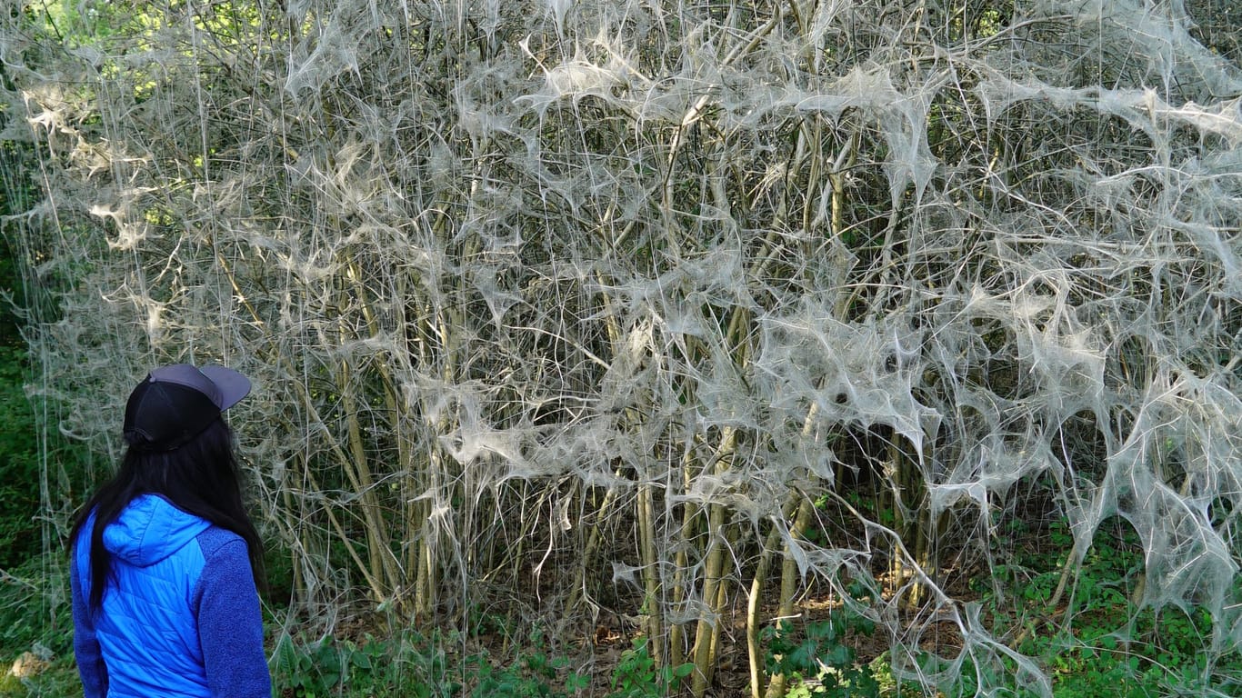 Es sieht aus wie im Horrorfilm: Unter den Netzen wuselt es.