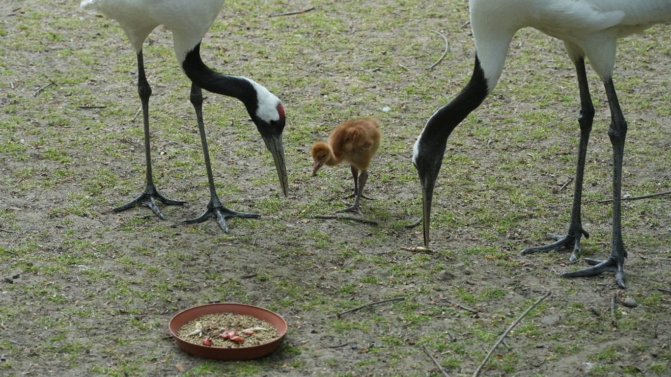 Kölner Zoo: Eines der beiden Schneekranich-Küken.