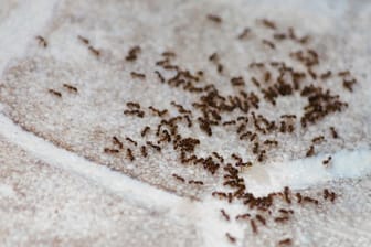Ameisennest: Wenn Sie das Nest bekämpfen, vertreiben Sie auch die Insekten.