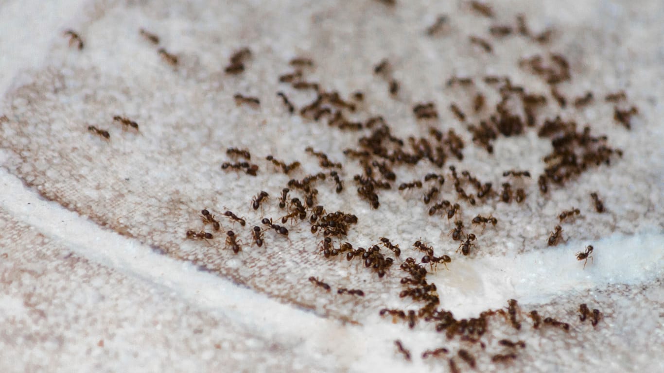 Ameisennest: Wenn Sie das Nest bekämpfen, vertreiben Sie auch die Insekten.
