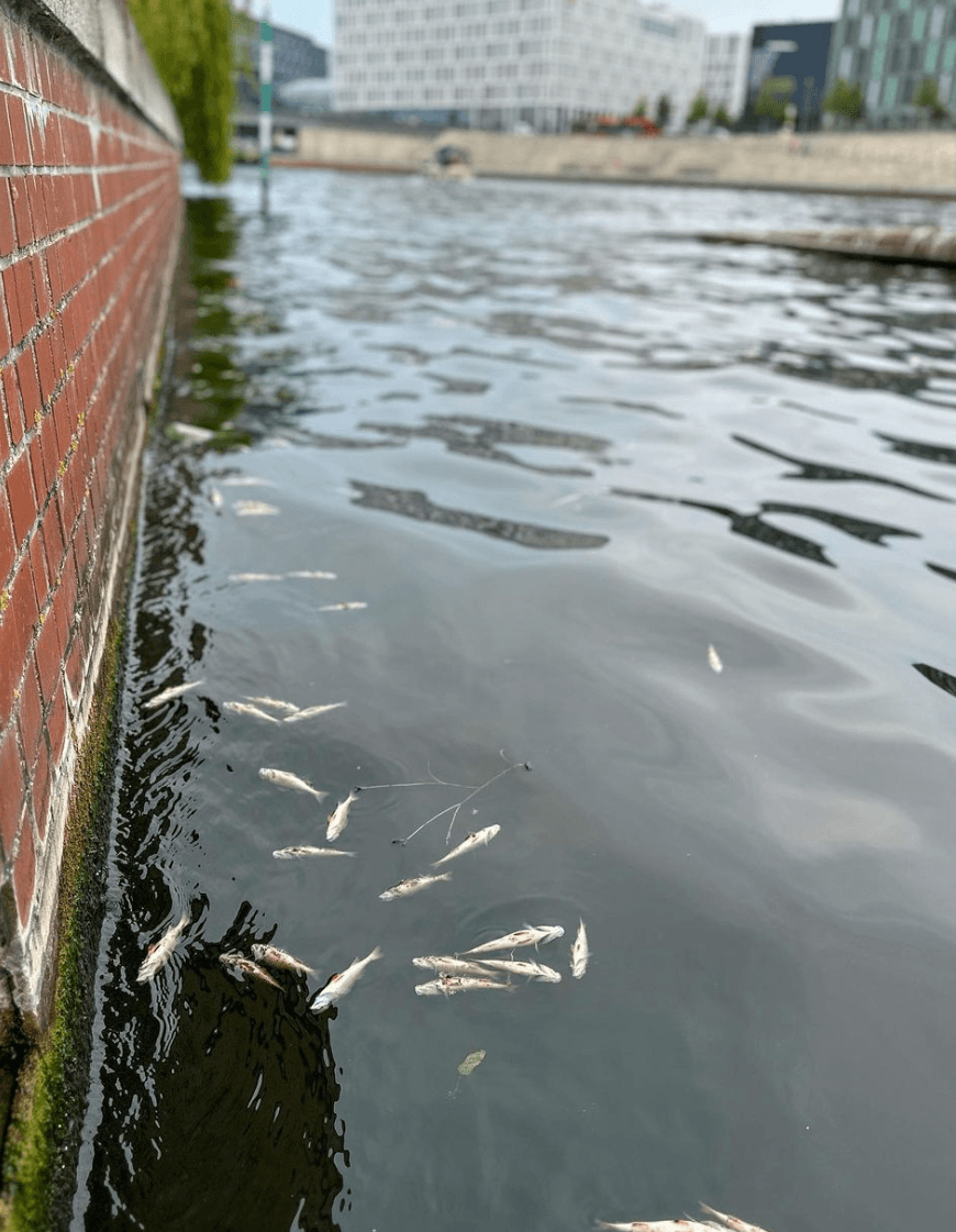 Tote Fische treiben in der Spree.