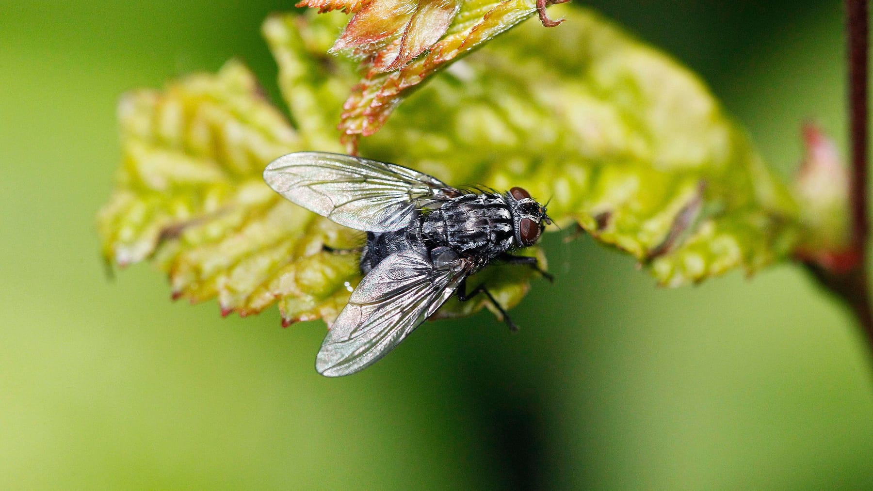 Warum Fliegen ins Haus kommen und was Sie dagegen tun können
