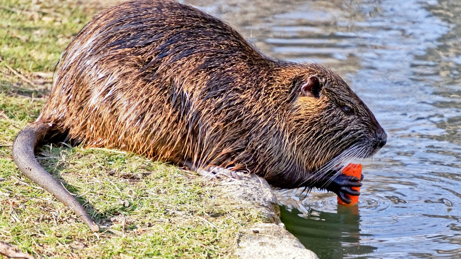 Nutria: Mittlerweile gibt es in Deutschland große Populationen der Biberratte.