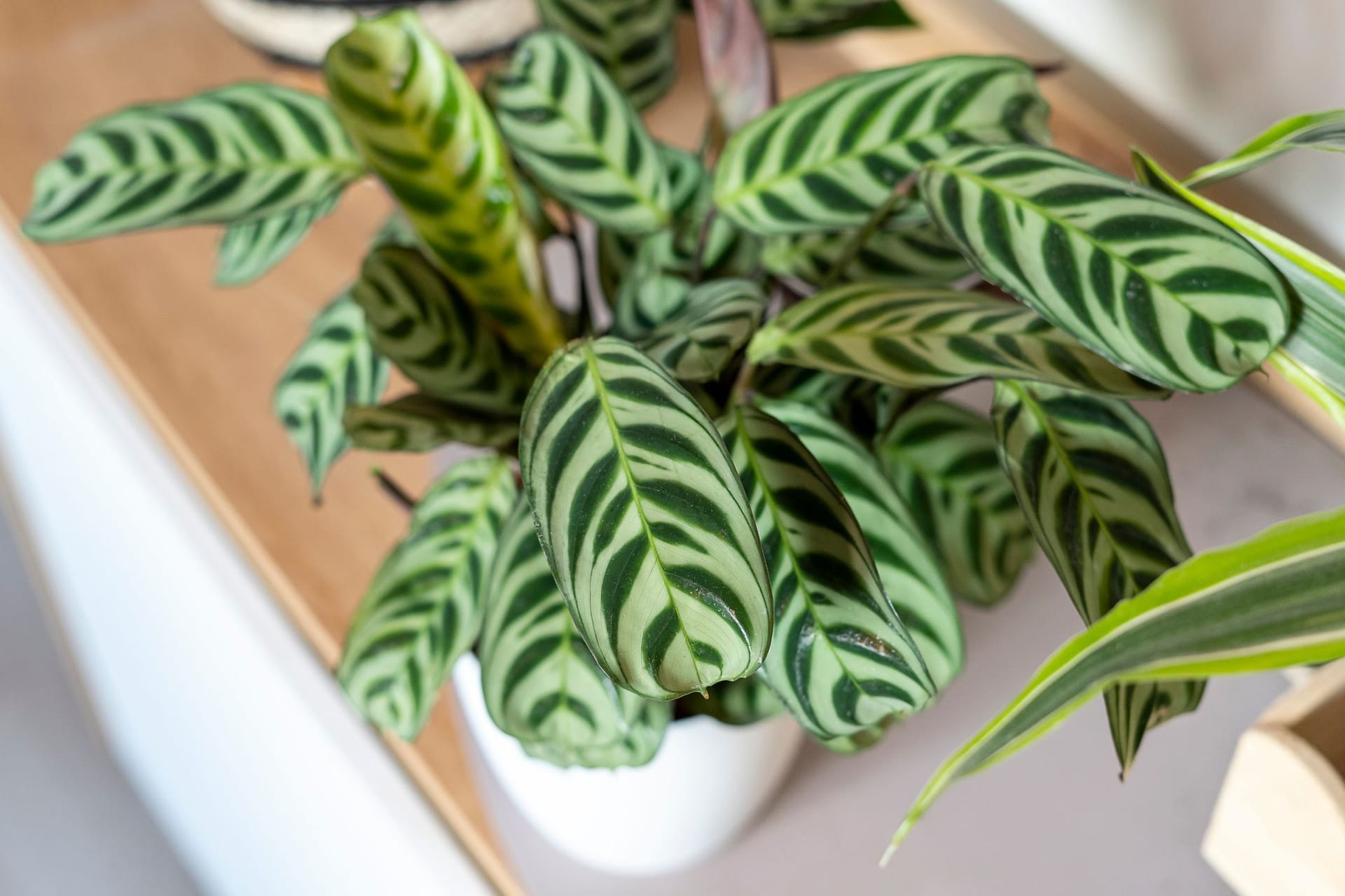 Auch wenn die Calathea ungiftig ist, sollten Sie diese an einen für Ihren Vierbeiner unzugänglichen Ort stellen.