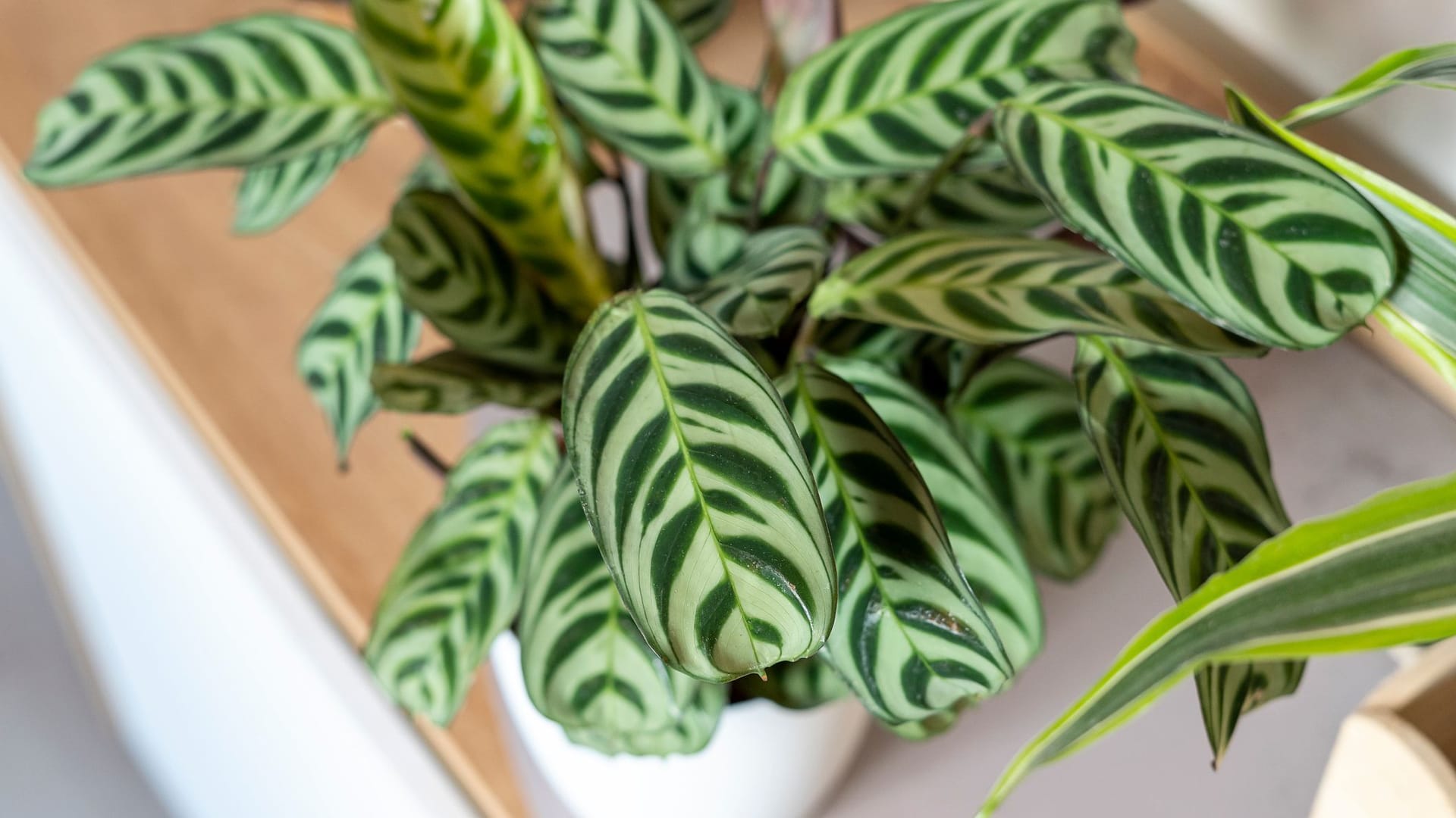 Auch wenn die Calathea ungiftig ist, sollten Sie diese an einen für Ihren Vierbeiner unzugänglichen Ort stellen.