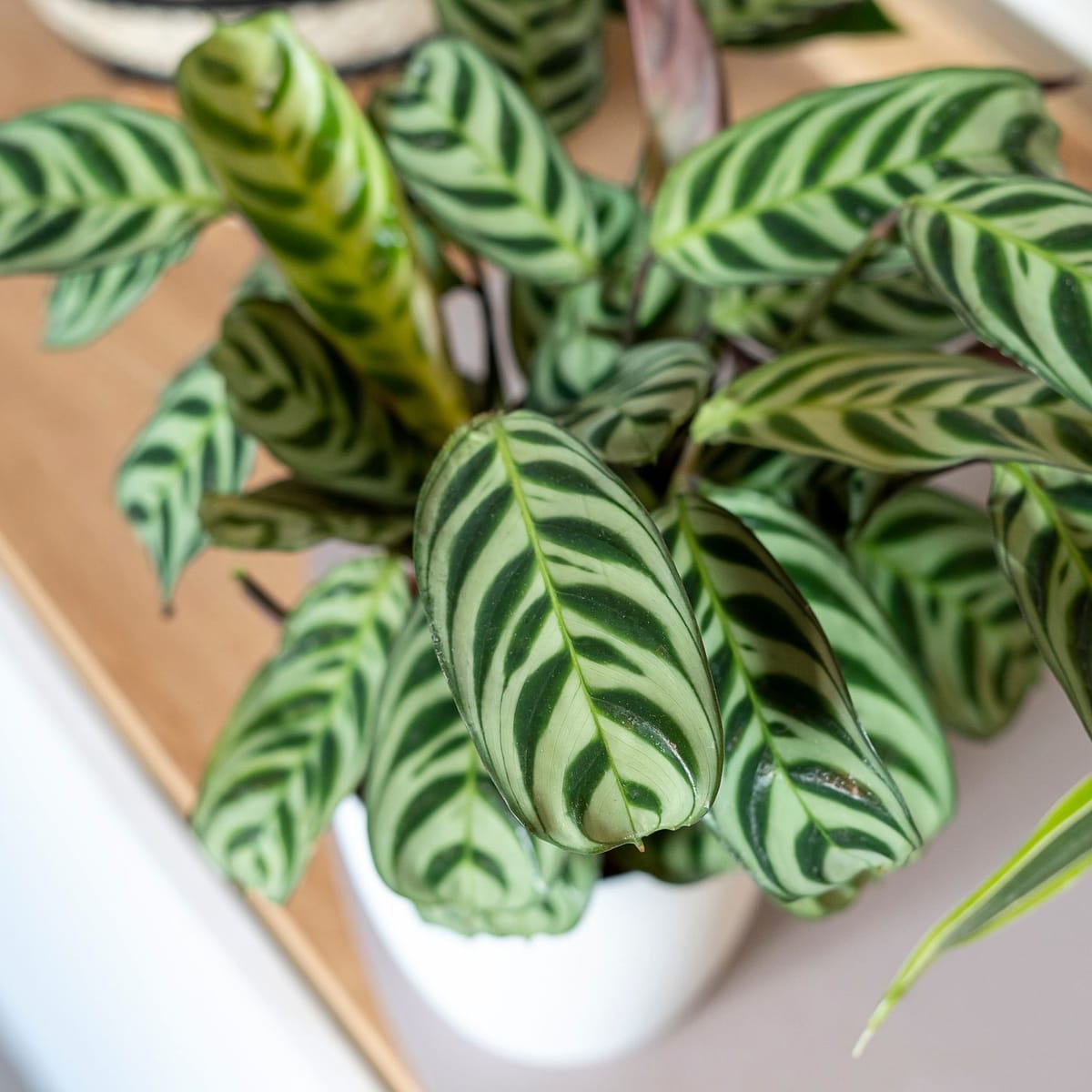 Calathea giftig für Katzen? Was Sie über die Pflanzenart wissen sollten