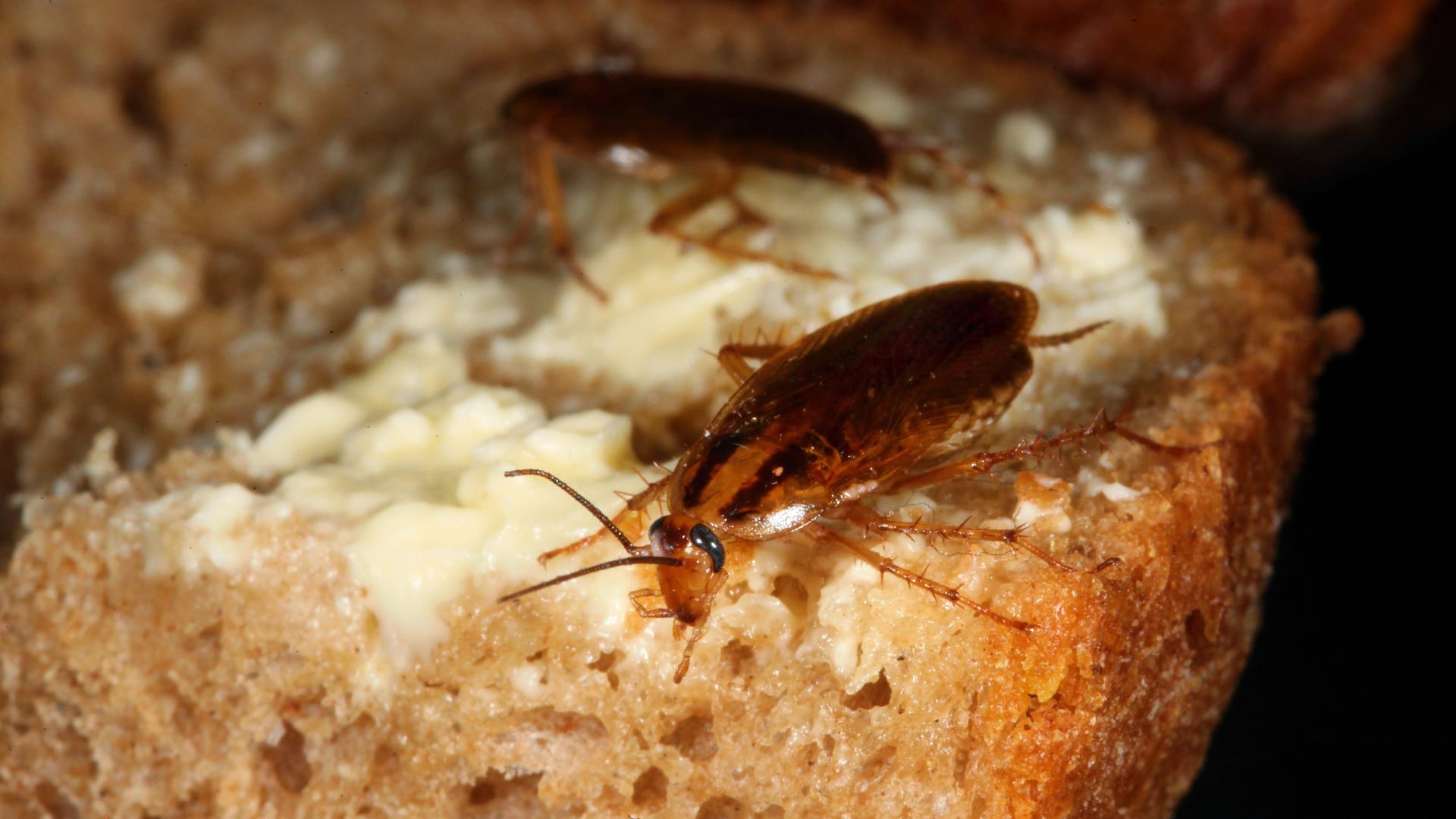 Deutsche Schaben (Blattella germanica) auf einem Brotrest.