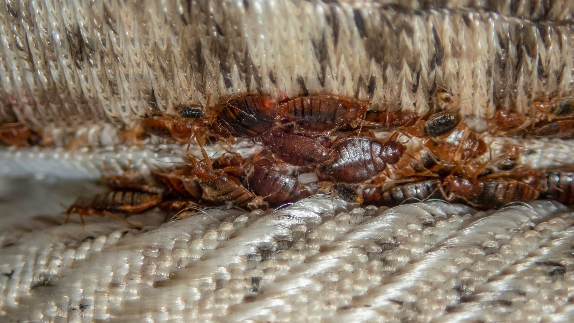 Parasiten: Bettwanzen halten sich in Gruppen auf.