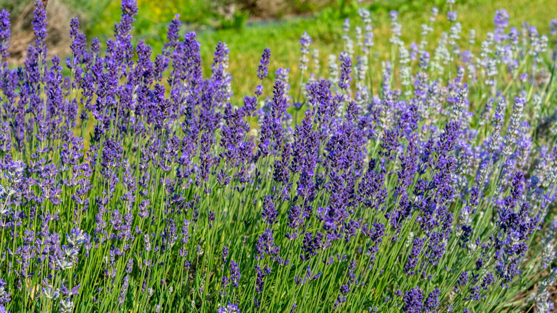 Erst der richtige Schnitt sorgt dafür, dass der Schopf-Lavendel alljährlich reich blüht.