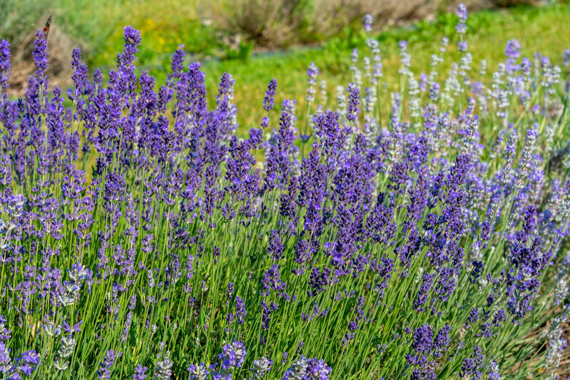 Erst der richtige Schnitt sorgt dafür, dass der Schopf-Lavendel alljährlich reich blüht.