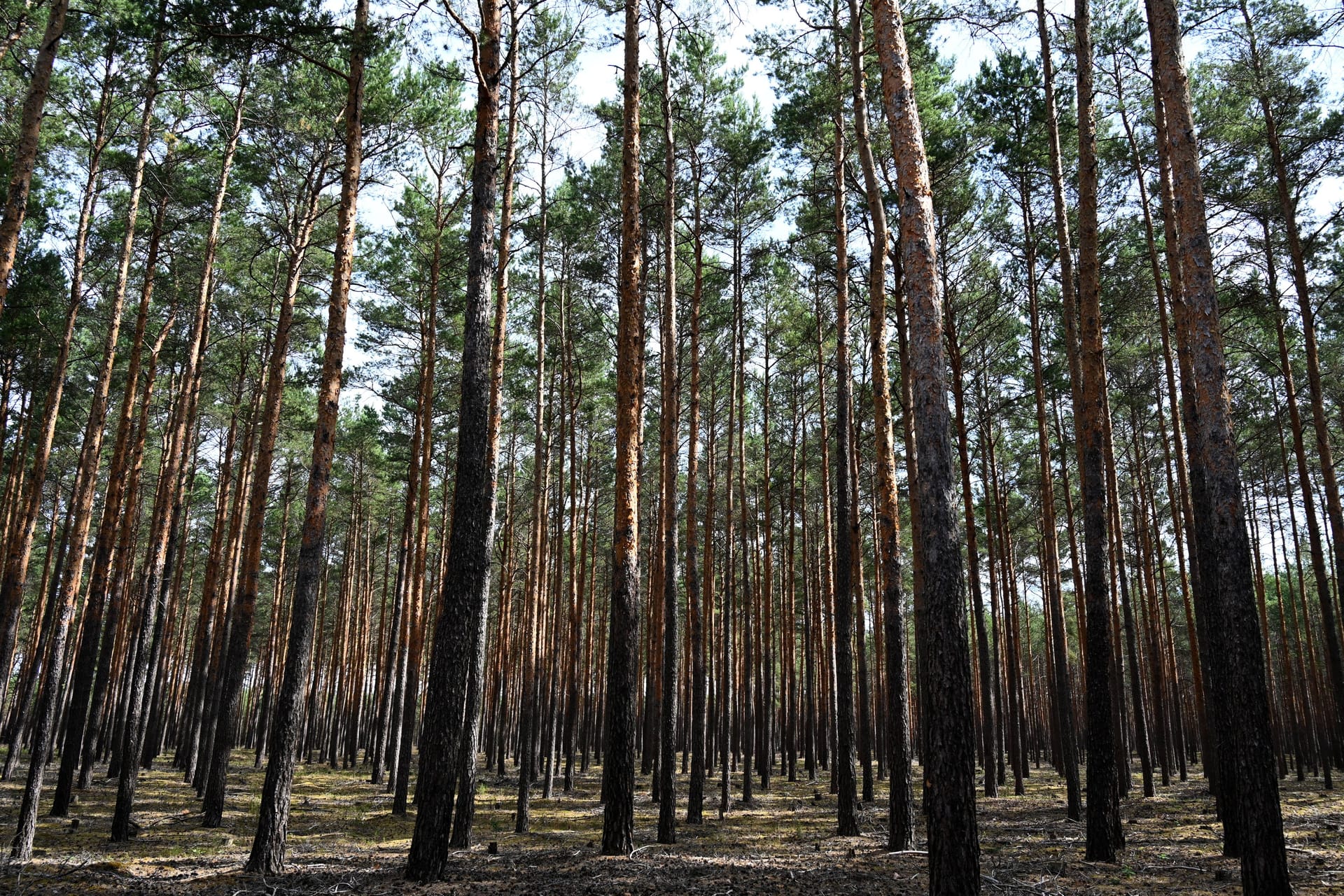 Kiefernforst in Brandenburg (Archivbild): Die Nadelbäume wirken wie ein Brandbeschleuniger für potenzielle Waldbrände.