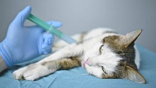 Eine Katze erhält eine Spritze (Symbolfoto): Die Zahl der eingeschläferten Tierheimtiere nimmt zwar, bleibt jedoch auf einem recht hohen Niveau.