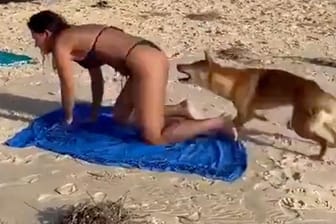 Dingo beißt Frau in Po