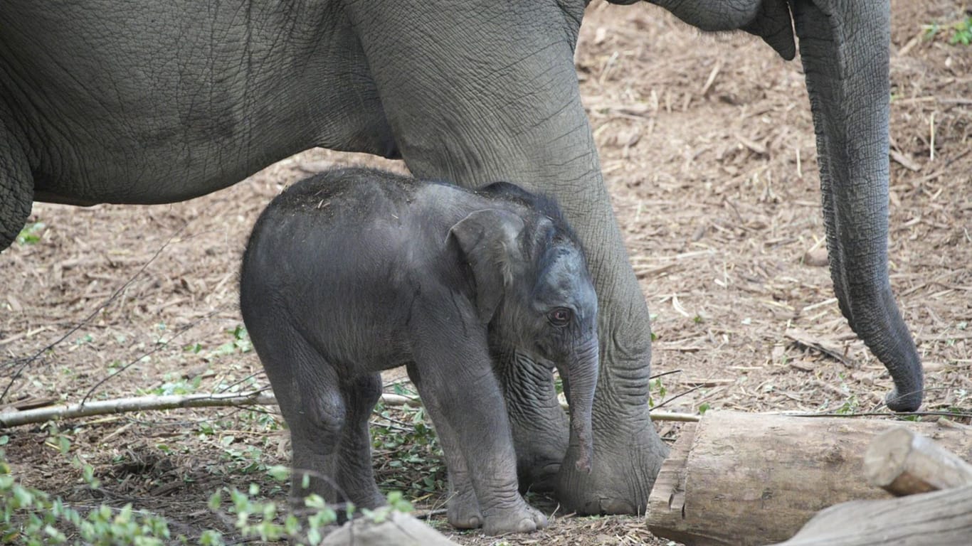Kölner Zoo: Das noch namenlose Elefantenbaby ist weiblich.