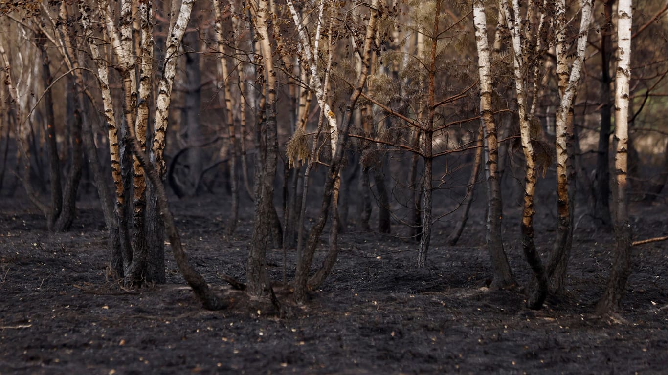 Verkohlte Birken bei Jüterborg: Nach einem Brand sterben die meisten Bäume mittelfristig ab. Entfernen sollte man sie dennoch nicht, sagt Pierre Ibisch.