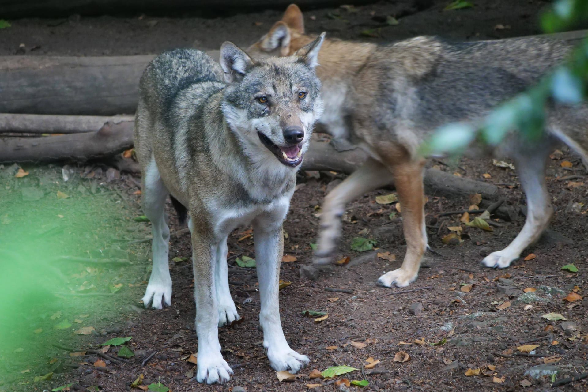 Ein Europäischer Grauwolf in freier Natur (Symbolbild): Das Tier in Schleswig-Holstein hat wohl Nachwuchs bekommen.