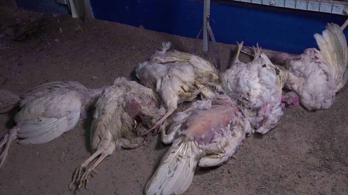 Tote Hühner liegen auf dem Bauch (Archivfoto): Die Fotos entstanden im März 2023 in einem Betrieb im Landkreis Rotenburg (Wümme).