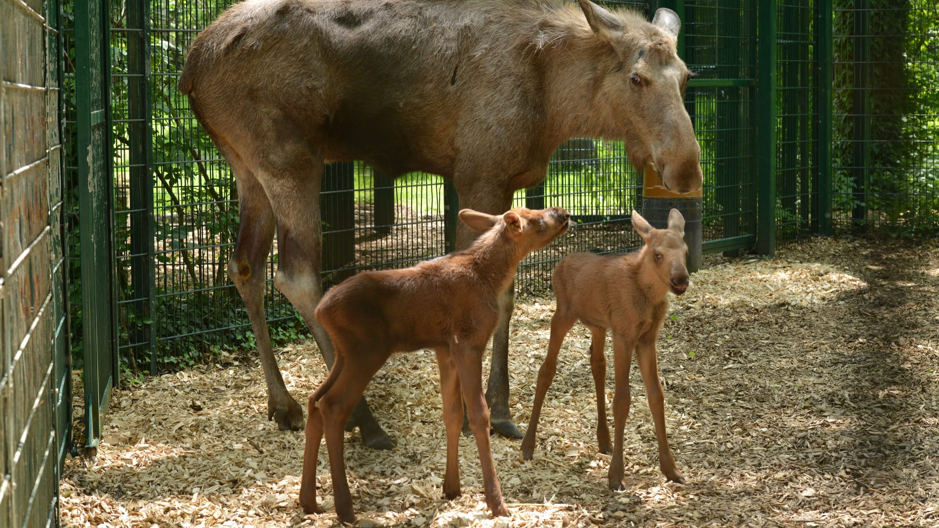 Noch etwas tapsig auf den Beinen: Der Tierpark Hellabrunn freut sich über Zwillinge bei den Elchen.