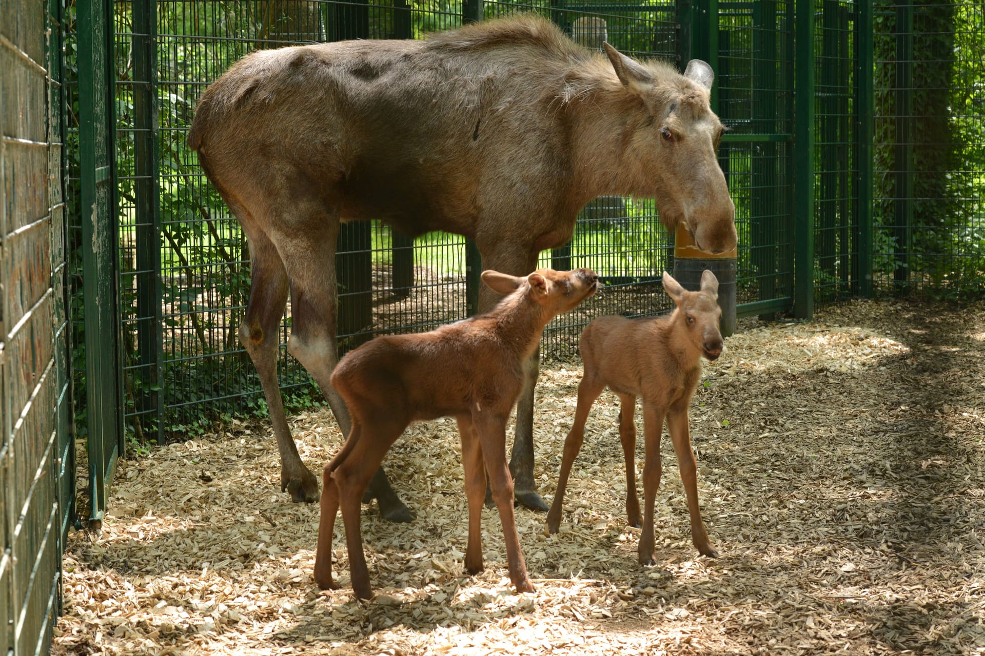 Noch etwas tapsig auf den Beinen: Der Tierpark Hellabrunn freut sich über Zwillinge bei den Elchen.