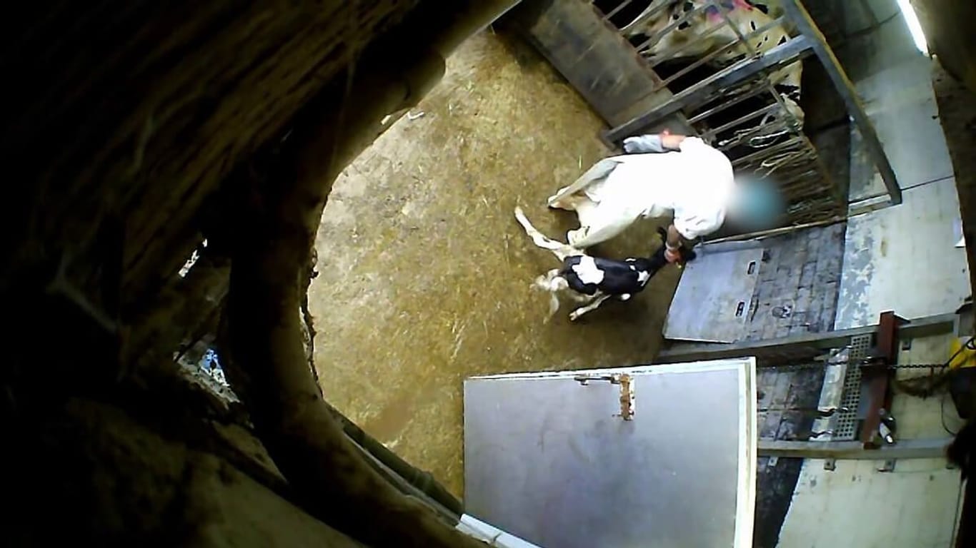 Landete auch diese Kuh in der Fleischtheke? Heimliche Aufnahmen zeigen Tiermisshandlungen in einem Schlachtbetrieb in Bad Iburg (Archivfoto).