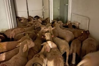 Schafe in einer Wohnung in Nizza: In der eigentlich leerstehenden Sozialwohnung sind 40 Schafe entdeckt worden.