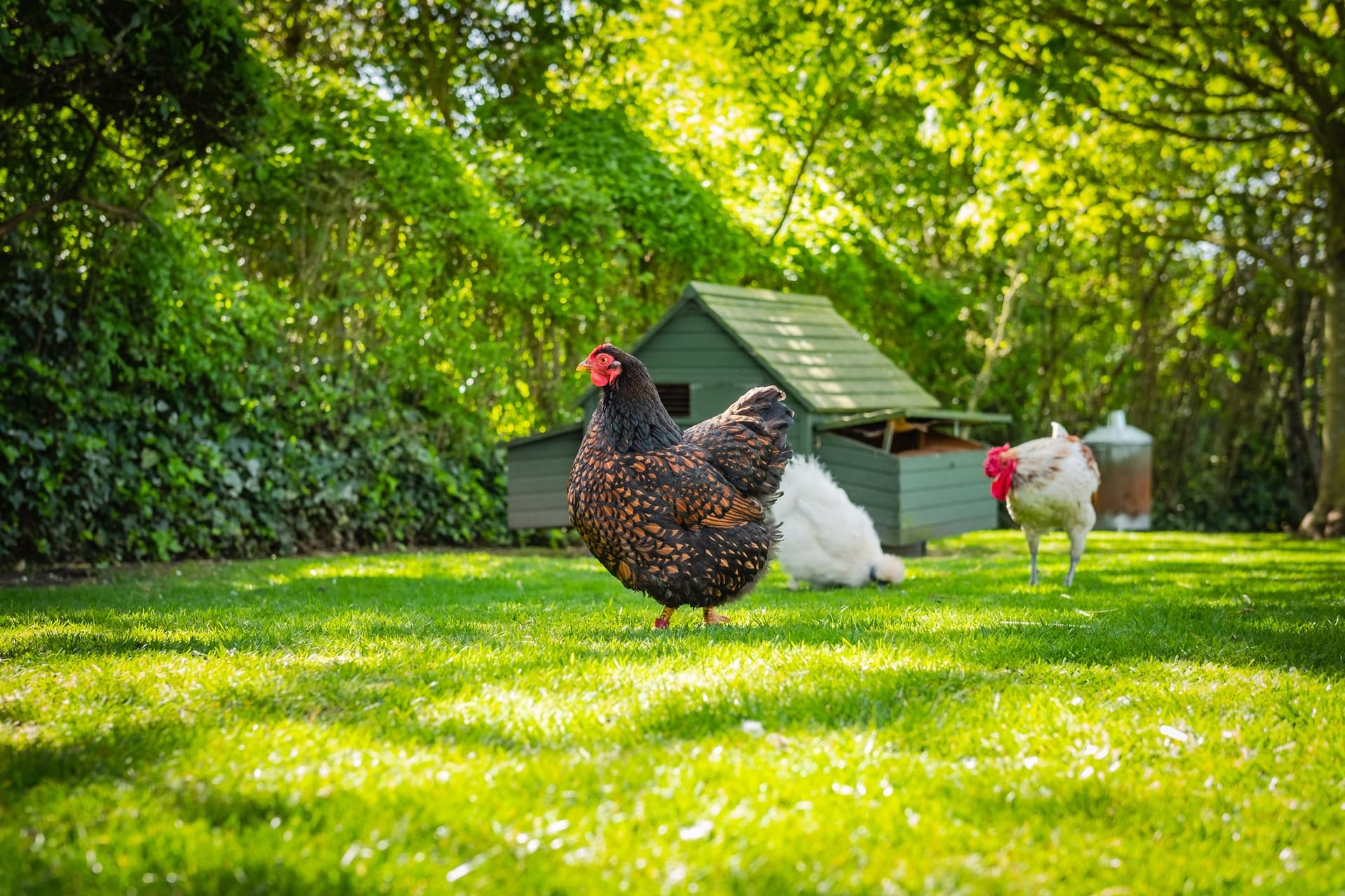 Ist das Huhn entspannt, beginnt es früher mit der Eiproduktion.