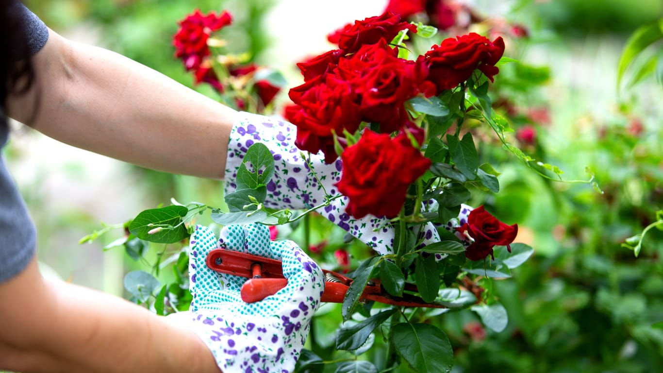 Stimmen Standort, Pflege und Witterung, entwickeln Rosen in der Regel keine gelben Blätter.