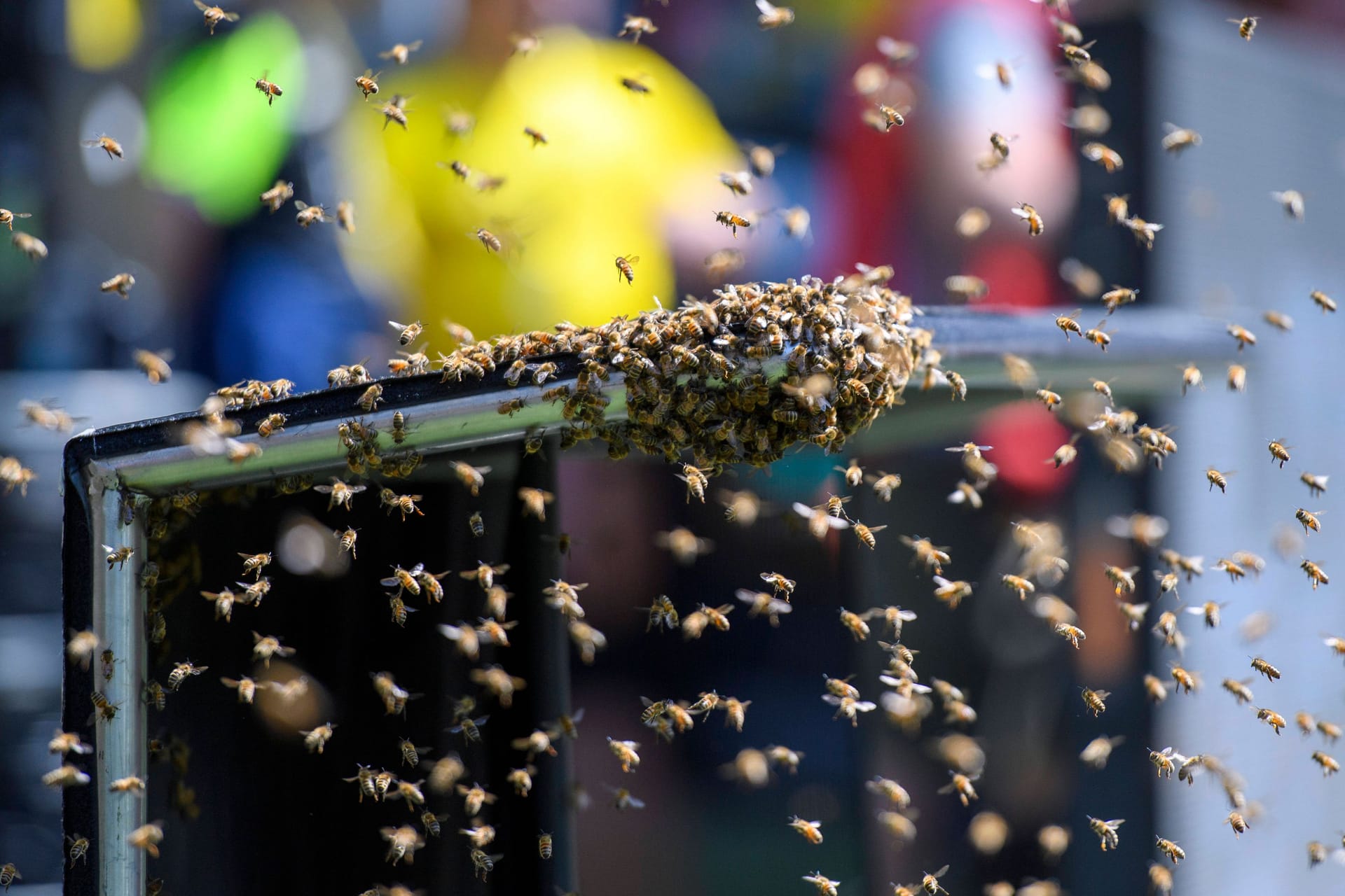 Ein Bienenschwarm: Die Tiere unterbrachen ein Fußballspiel.