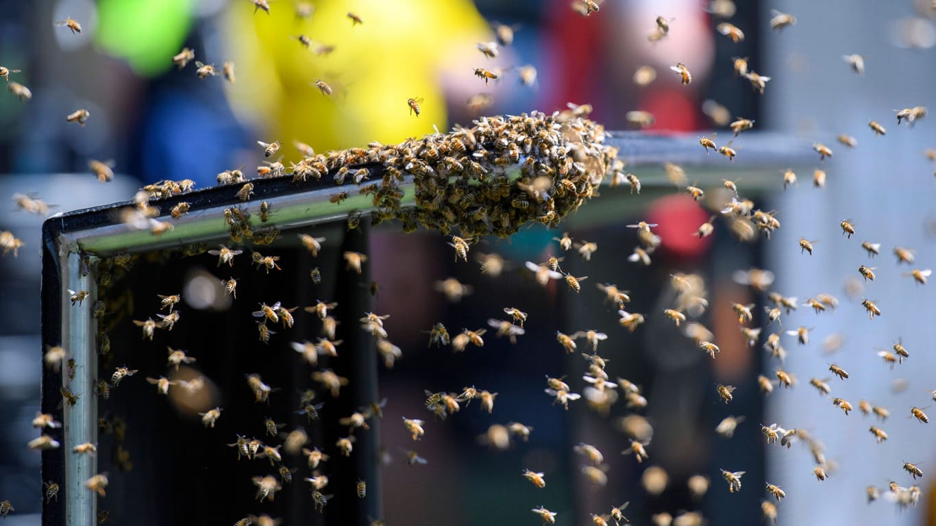 Ein Bienenschwarm: Die Tiere unterbrachen ein Fußballspiel.