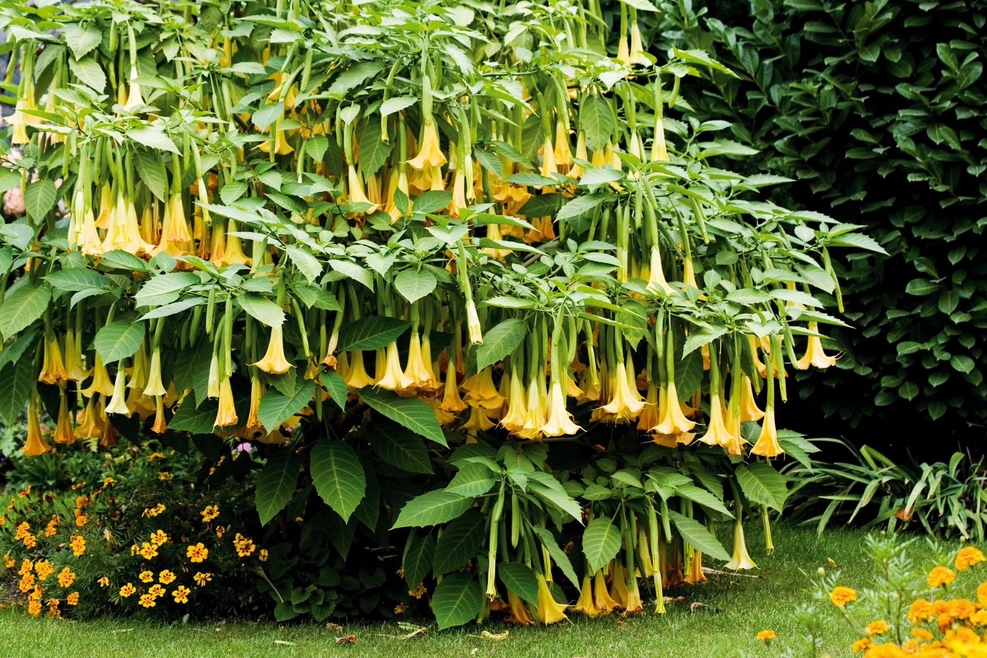 Engelstrompete: Blühende Gefahr im Garten.