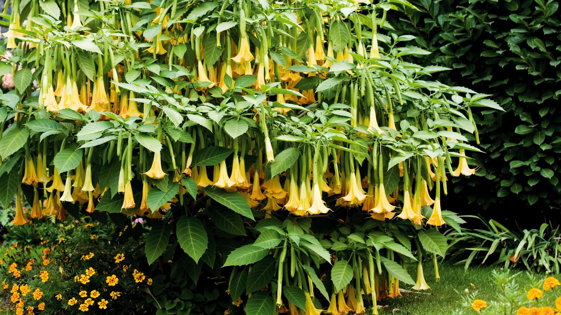 Engelstrompete: Blühende Gefahr im Garten.