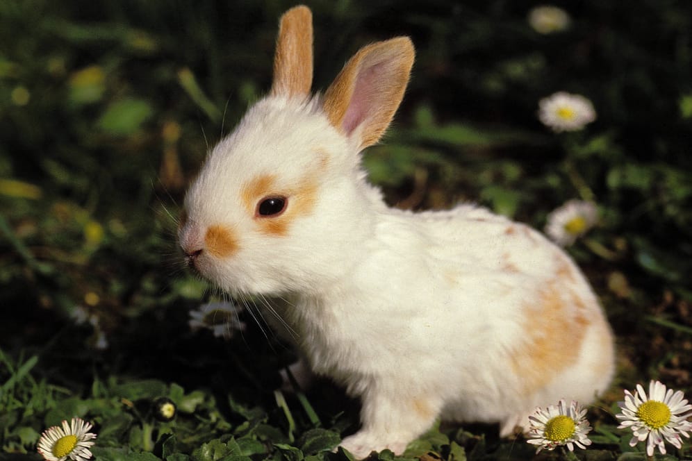 Ein Kaninchen auf einer Wiese (Symbolbild): Unter den in Boxen ausgesetzten Tieren waren zwei, die erst wenige Tage alt waren.