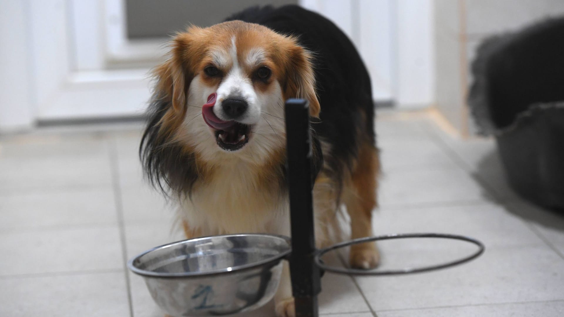 Hundefutter: Alternativen mit Insekten statt Fleisch werden beliebter.