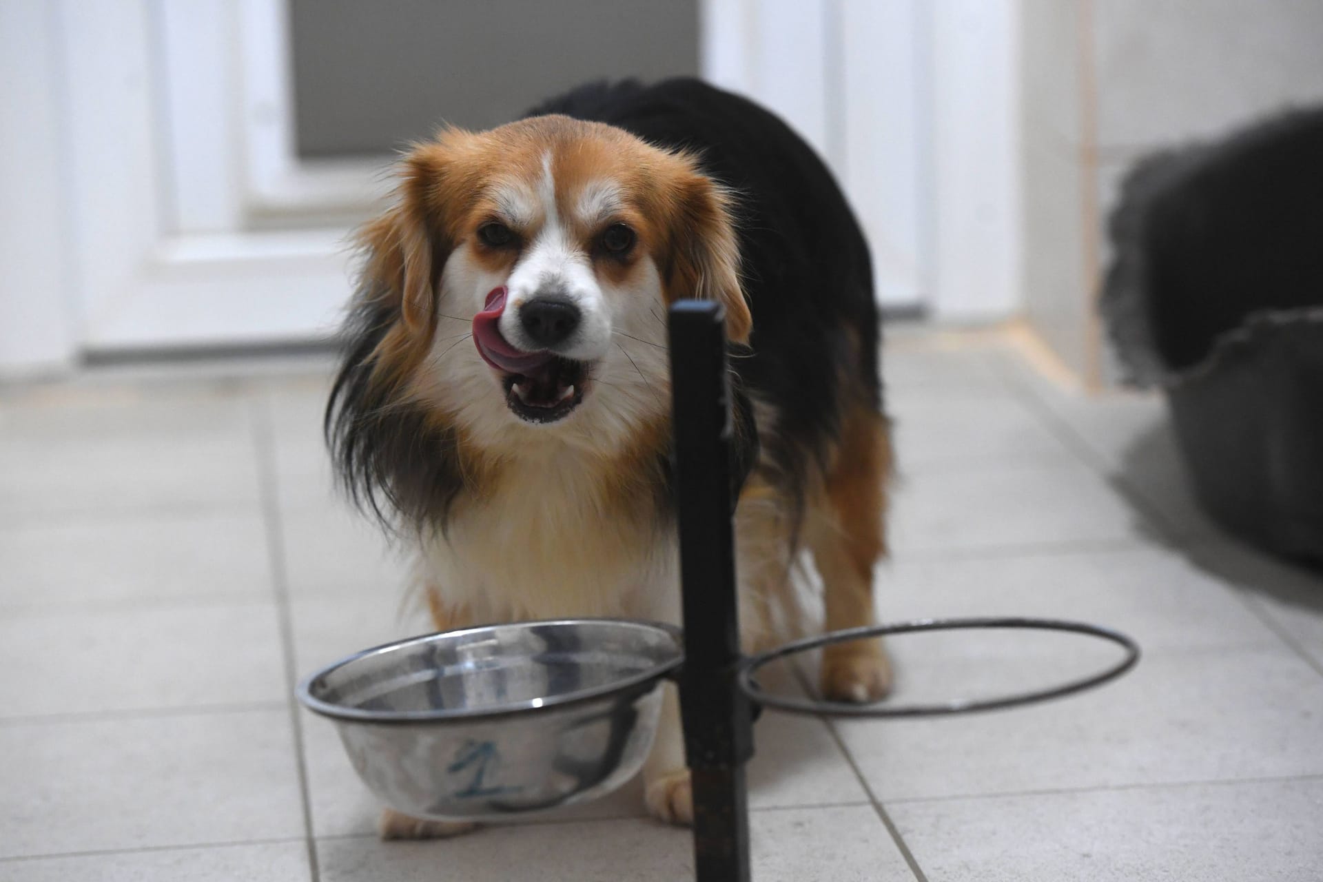 Hundefutter: Alternativen mit Insekten statt Fleisch werden beliebter.