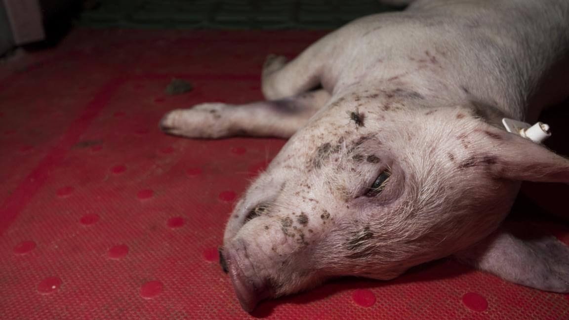 Ein totes Schwein liegt in einem Schlachthof (Archivfoto): In zahlreichen Fällen wurden laut den Ermittler eben solche Tiere zu Wurst und anderen Waren hergestellt.