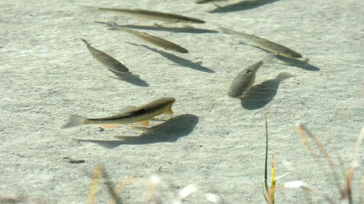 53+ Wie Oft Kois Im Teich Füttern, Wie oft sollten sie ihre kois im