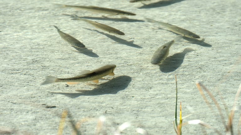 Garten Wann Sie Ihre Fische und Kois im Teich füttern sollten