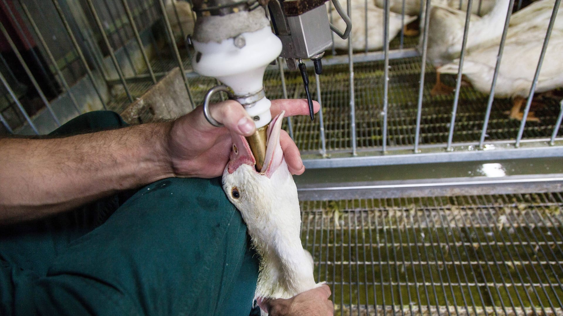 Zwangsernährung einer Gans in Frankreich (Symbolbild): Zwangsernährung einer Gans in Frankreich (Symbolbild):