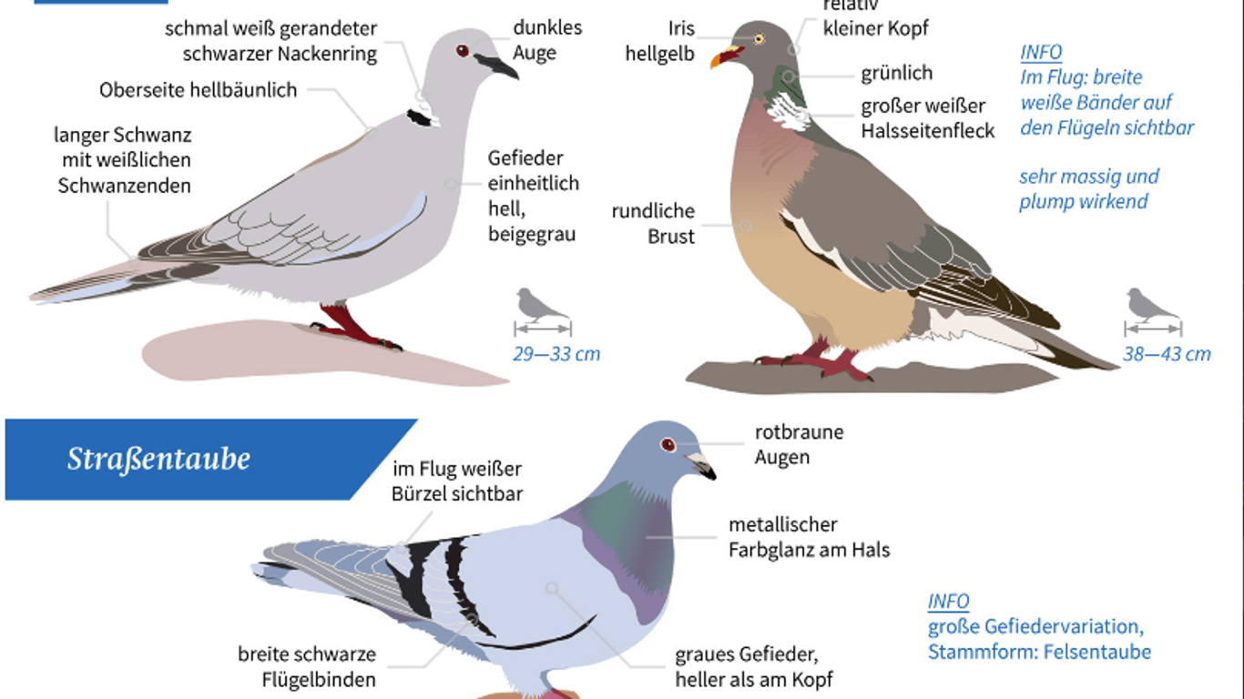 Tauben lassen sich am besten am Nacken unterscheiden.